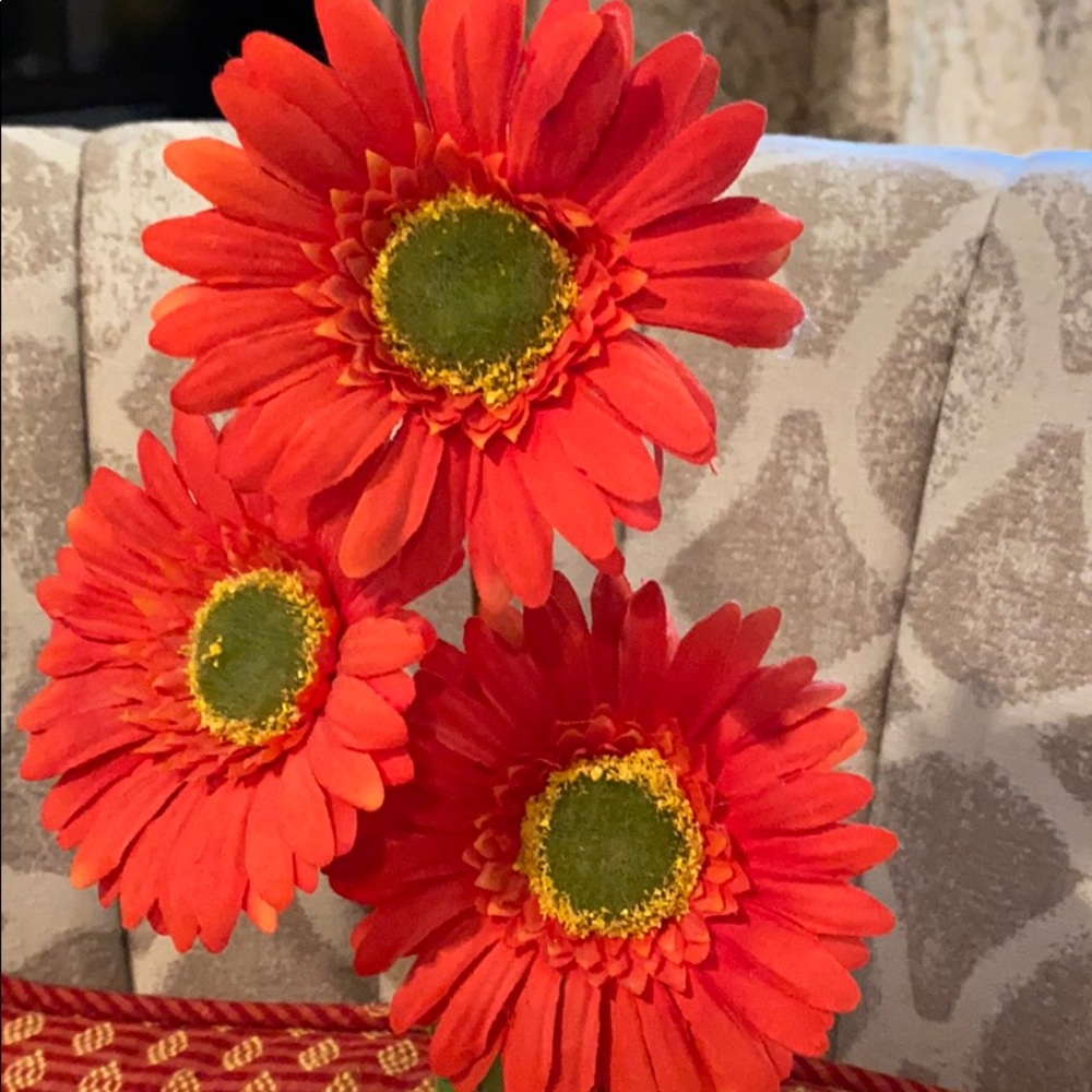 Red-Orange Daisy in Yellow Pot Centerpiece